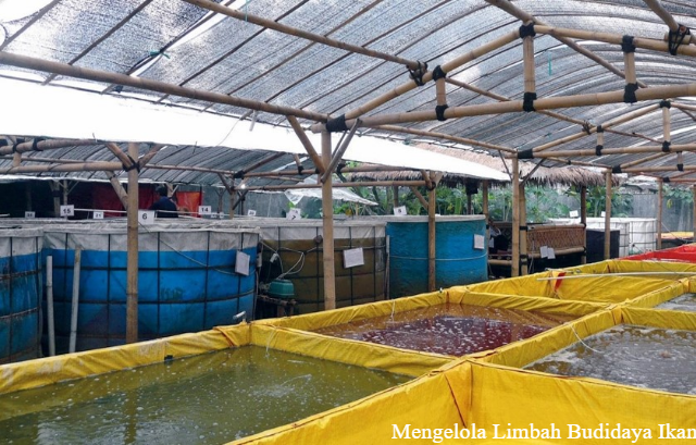 3 Langkah Mengelola Limbah Budidaya Ikan oleh Dosen UGM