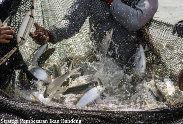 Strategi Pembesaran Ikan Bandeng Tercepat dan Terlengkap