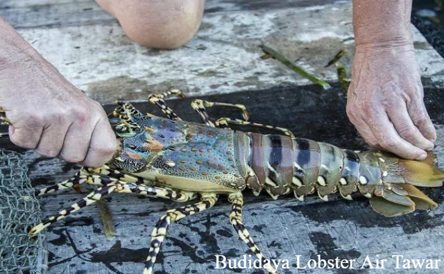 5 Cara Budidaya Lobster Air Tawar, Bisa Jadi Sumber Penghasilan!