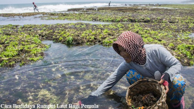 Untung Hingga Miliaran, Ini 5 Cara Budidaya Rumput Laut Bagi Pemula