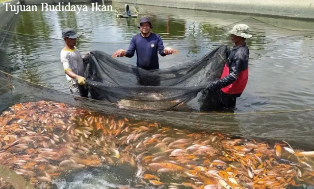 3 Tujuan Budidaya Ikan Untuk Konsumsi Masyarakat