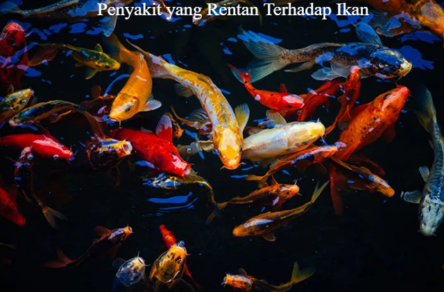 5 Daftar Penyakit yang Rentan Terhadap Ikan