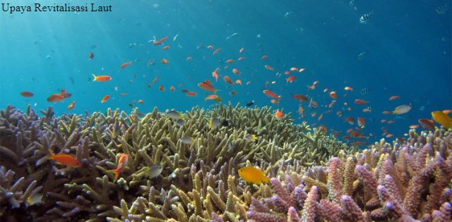 Upaya Revitalisasi Laut dengan Mengurangi Sampah di Laut