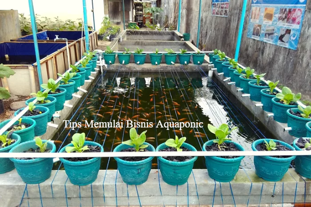 5 Tips Memulai Bisnis Aquaponic dengan Perencanaan yang Cermat