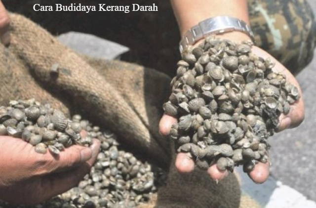 5 Cara Budidaya Kerang Darah Bagi Pemula