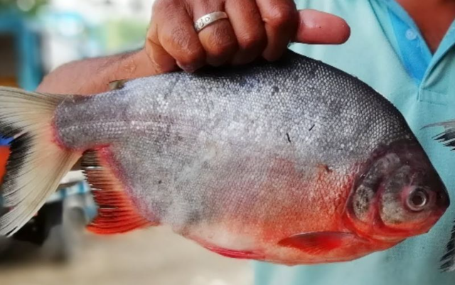 Mengembangkan Budidaya Ikan Bawal: Potensi dan Prospek