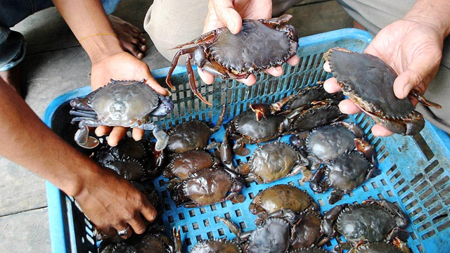 5 Teknik Unggulan dalam Budidaya Kepiting Bakau