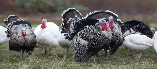 Memulai Beternak Ayam Kalkun: Panduan Lengkap untuk Pemula