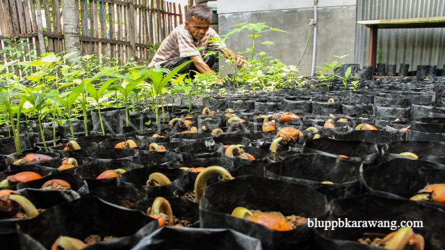 Beberapa Budidaya Tanaman Yang Harus Kamu Lestarikan