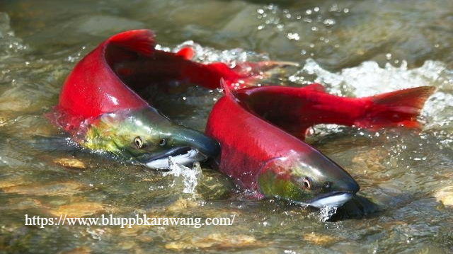 Cara Membudidayakan Ikan Salmon