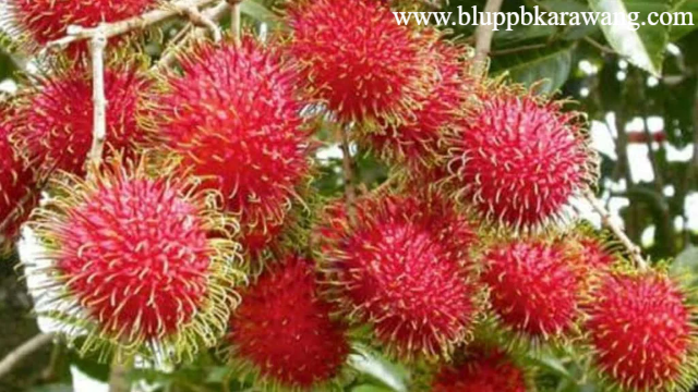 Cara Budidaya Rambutan dari Batang Agar Hasil Optimal